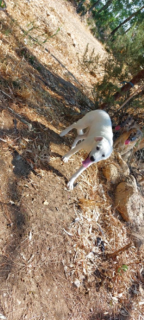 Mix Pastorini senza richieste sui 5mesi IN PERICOLO!! HELP SARDEGNA  Foto 7