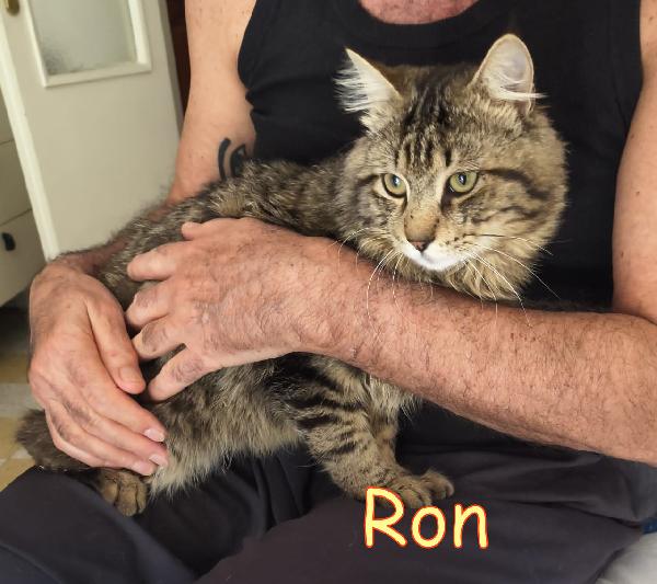 RON SIMIL MAINCOON ADOZIONE URGENTE CESSIONE DI PROPRIETA'