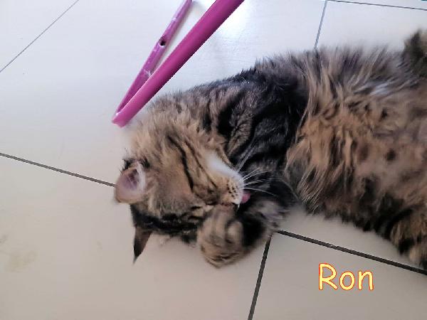 RON SIMIL MAINCOON ADOZIONE URGENTE CESSIONE DI PROPRIETA' - media 2