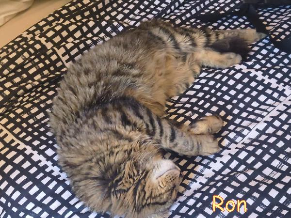 RON SIMIL MAINCOON ADOZIONE URGENTE CESSIONE DI PROPRIETA' - media 3