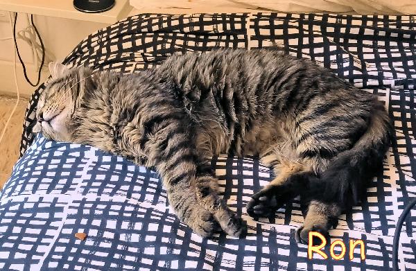 RON SIMIL MAINCOON ADOZIONE URGENTE CESSIONE DI PROPRIETA' - media 4