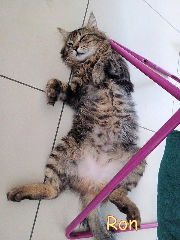 RON SIMIL MAINCOON ADOZIONE URGENTE CESSIONE DI PROPRIETA' - media 5