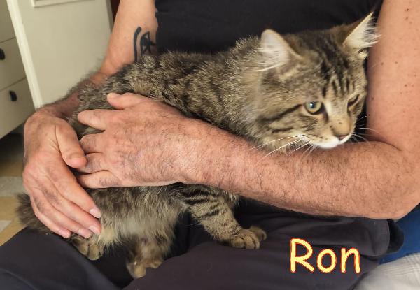 RON SIMIL MAINCOON ADOZIONE URGENTE CESSIONE DI PROPRIETA' - media 6