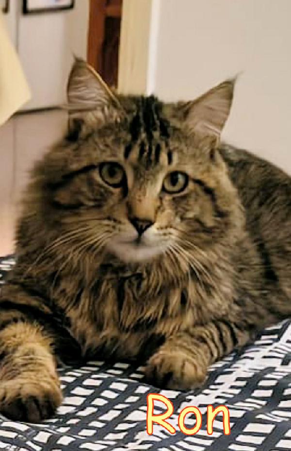 RON SIMIL MAINCOON ADOZIONE URGENTE CESSIONE DI PROPRIETA' - media 7