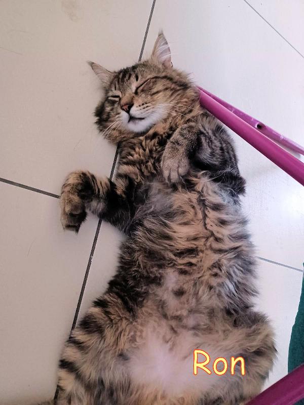 RON SIMIL MAINCOON ADOZIONE URGENTE CESSIONE DI PROPRIETA' - media 8