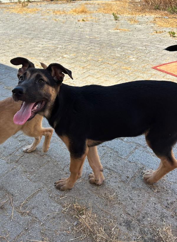 Tara, pastorina di 3 mesi Foto 2