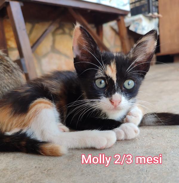 GATTINI ABBANDONATI, URGENTI ADOZIONI Foto 5