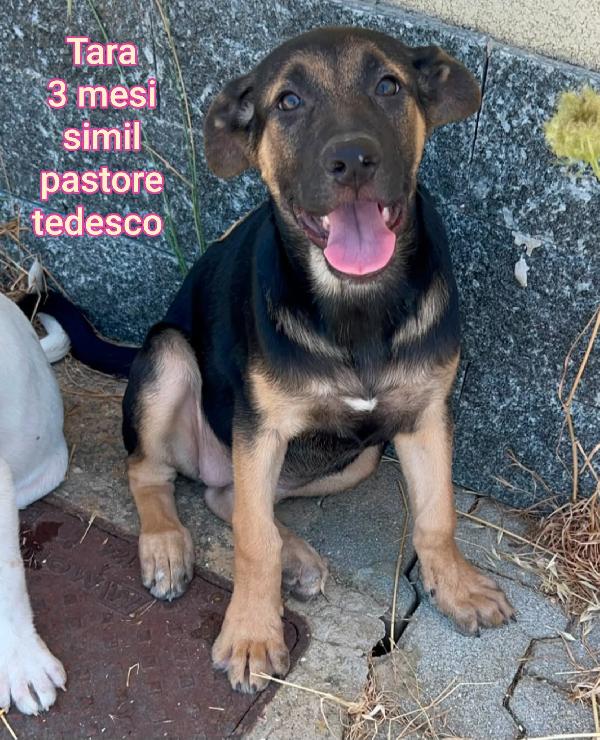 Adorabili cuccioli bisognosi di casa Foto 2