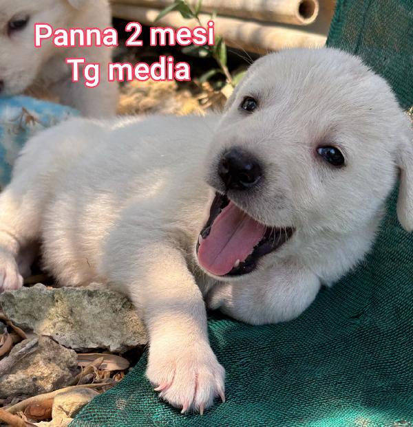 Adorabili cuccioli bisognosi di casa Foto 4