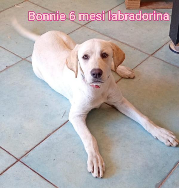 Adorabili cuccioli bisognosi di casa Foto 7
