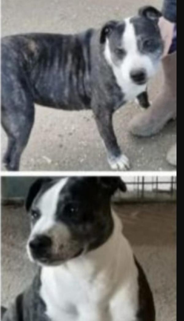 Zeus mix Amstaff anziano possibile debba morire in canile? CASERTA Foto 3
