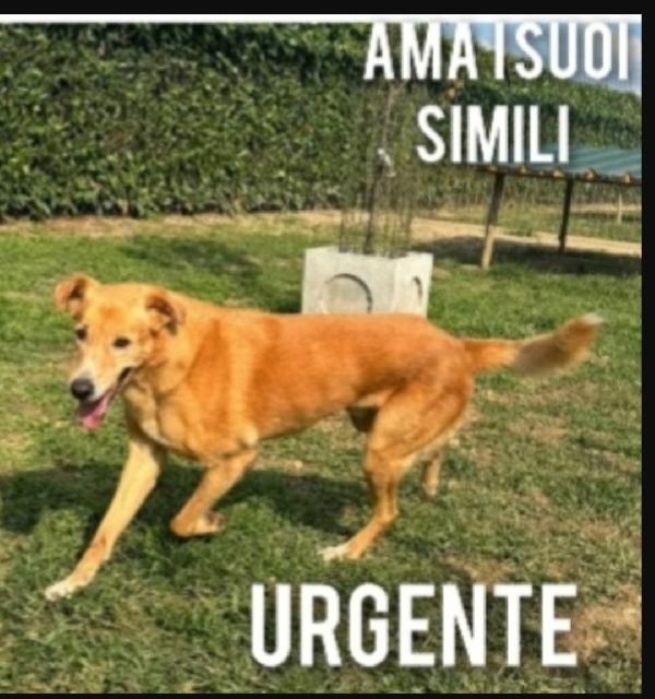 Jeremi anziano(ma in forma) tornato in Puglia!! Foto 3
