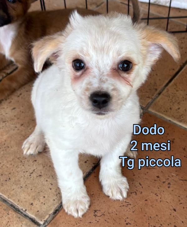 Cagnolini Dai 6 Ai 15 Kg Massimi