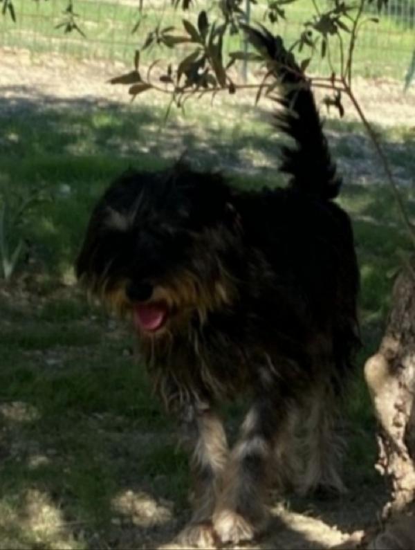 Milo 8anni mix spinoncino nessuno lo nota.SICILIA Foto 3