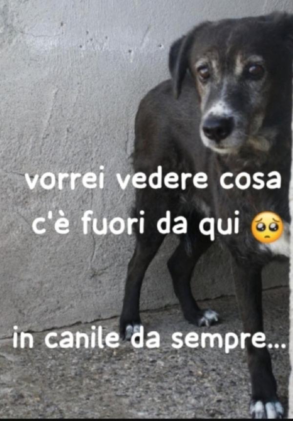 Rocky Femmina 9Anni Tutti Di Canile!! Calabria