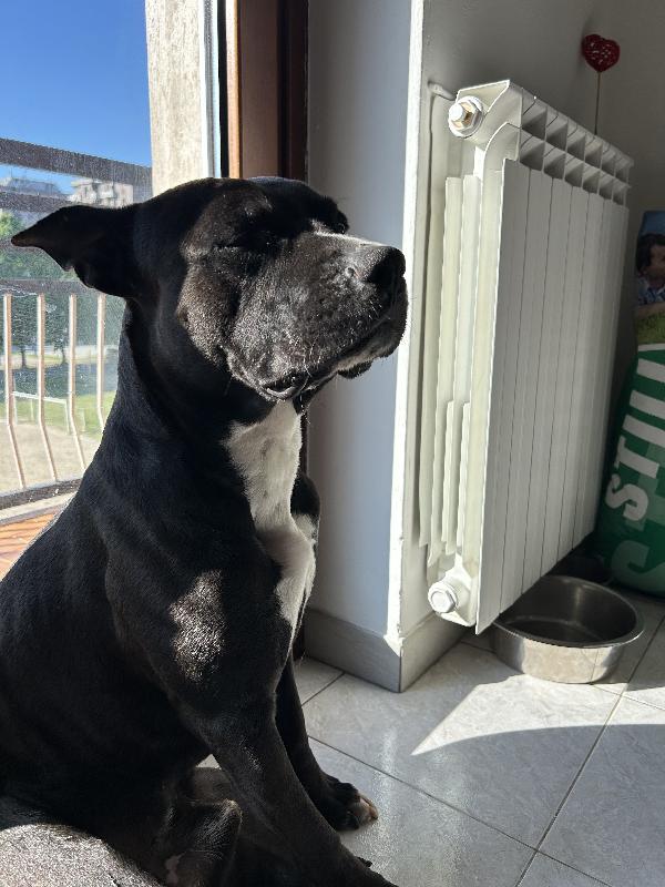 Leao