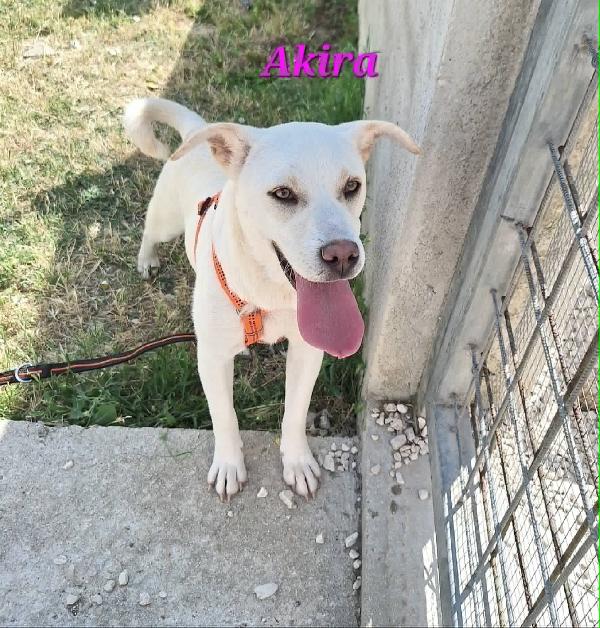 Akira in adozione Foto 2
