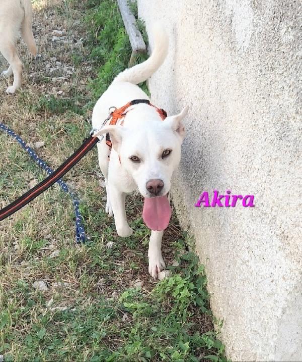 Akira in adozione Foto 3