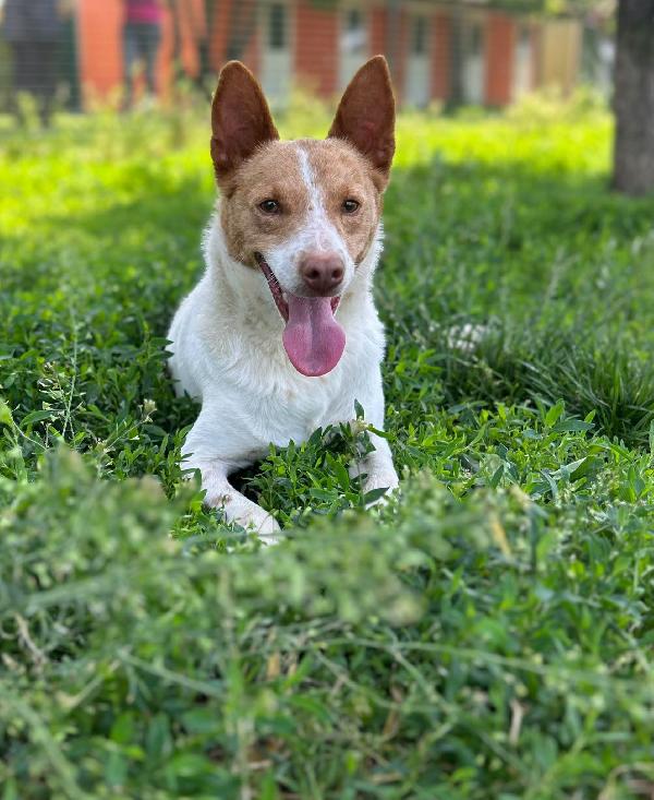 Scout