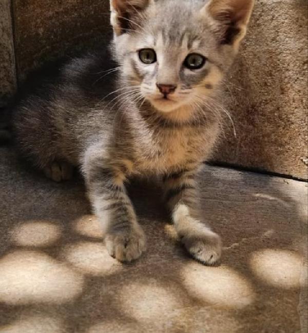 Asso: maschietto 3 mesi Foto 3