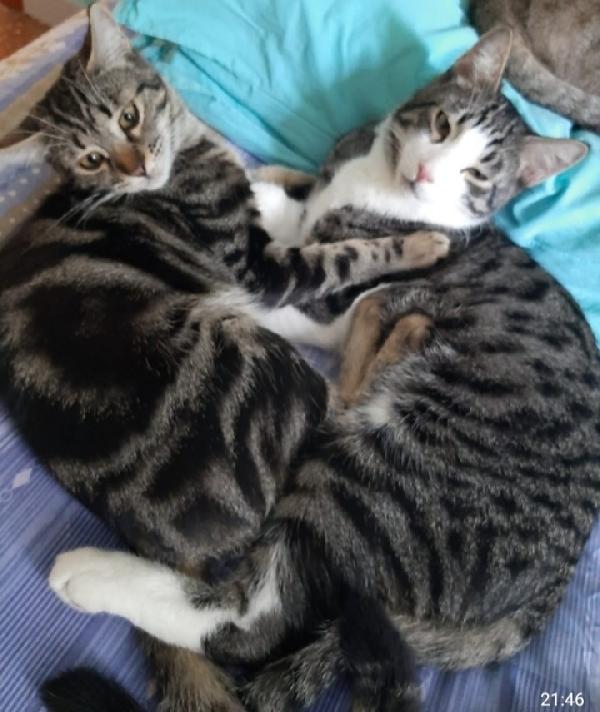 Oliver E Frollino Mici Tigrati 2Anni Inseparabili.roma