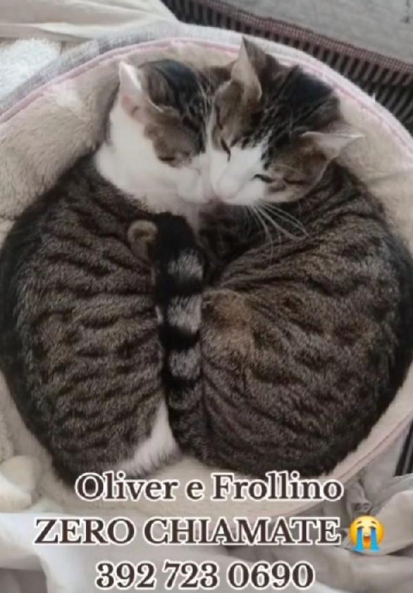 Oliver e Frollino mici tigrati 2anni INSEPARABILI.ROMA Foto 2