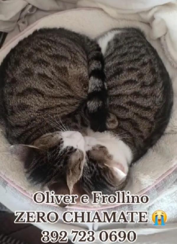 Oliver e Frollino mici tigrati 2anni INSEPARABILI.ROMA Foto 3
