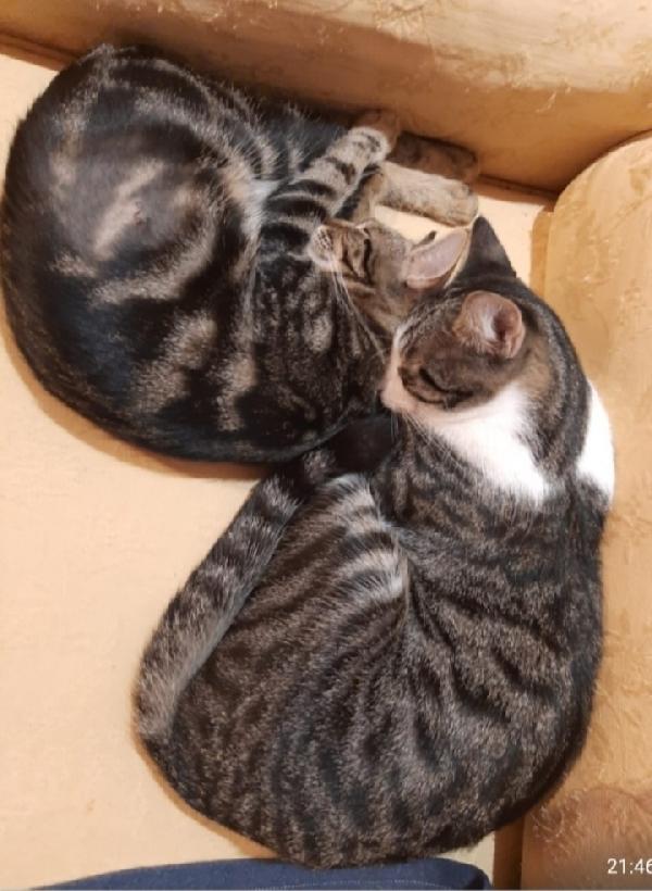 Oliver e Frollino mici tigrati 2anni INSEPARABILI.ROMA Foto 4
