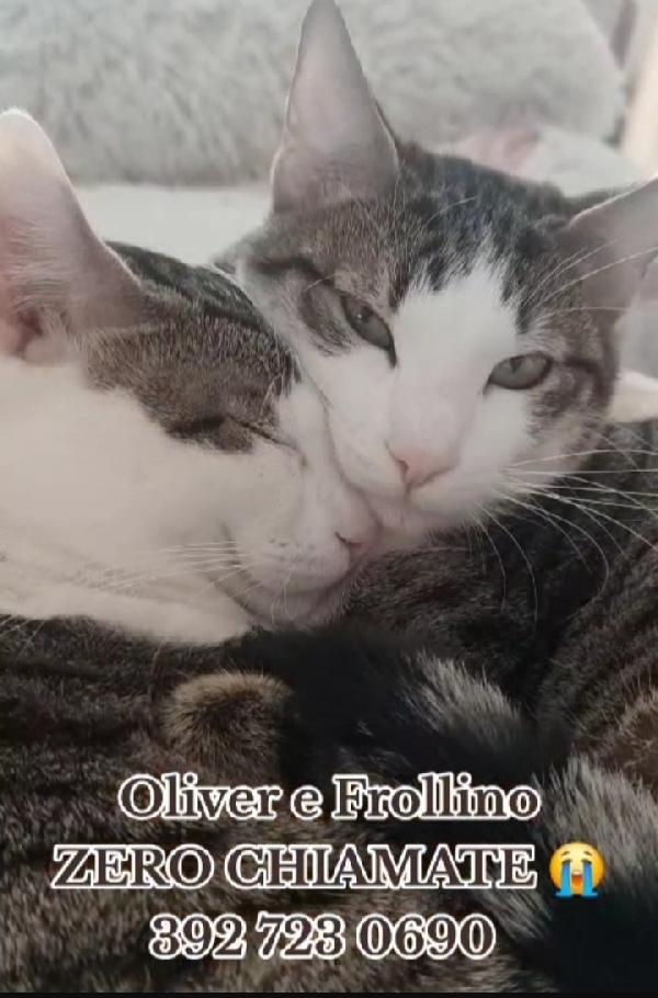 Oliver e Frollino mici tigrati 2anni INSEPARABILI.ROMA Foto 5