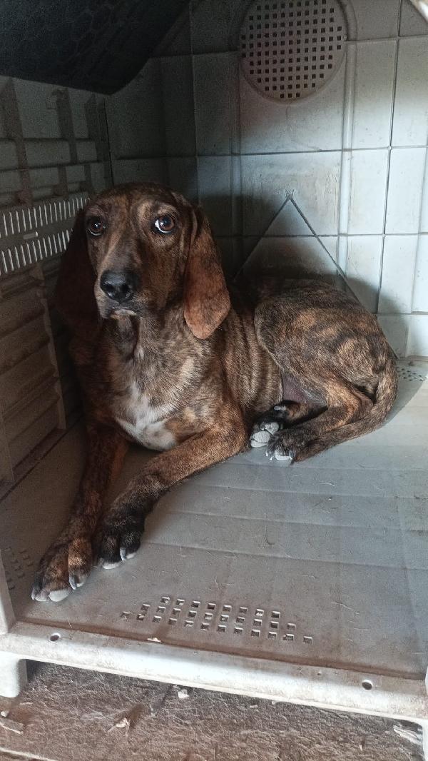Malaga splendida giovane segugio maremmano cerca casa  Foto 4