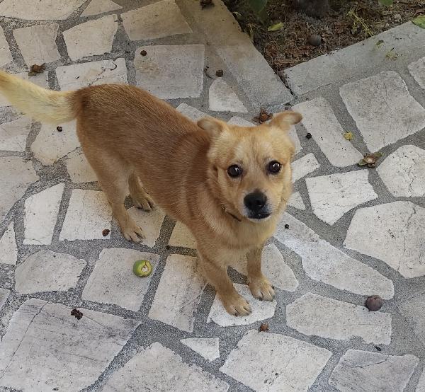 Luigi dolcissimo cagnolino color champagne  Foto 2