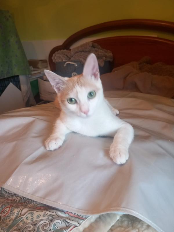Sissi 