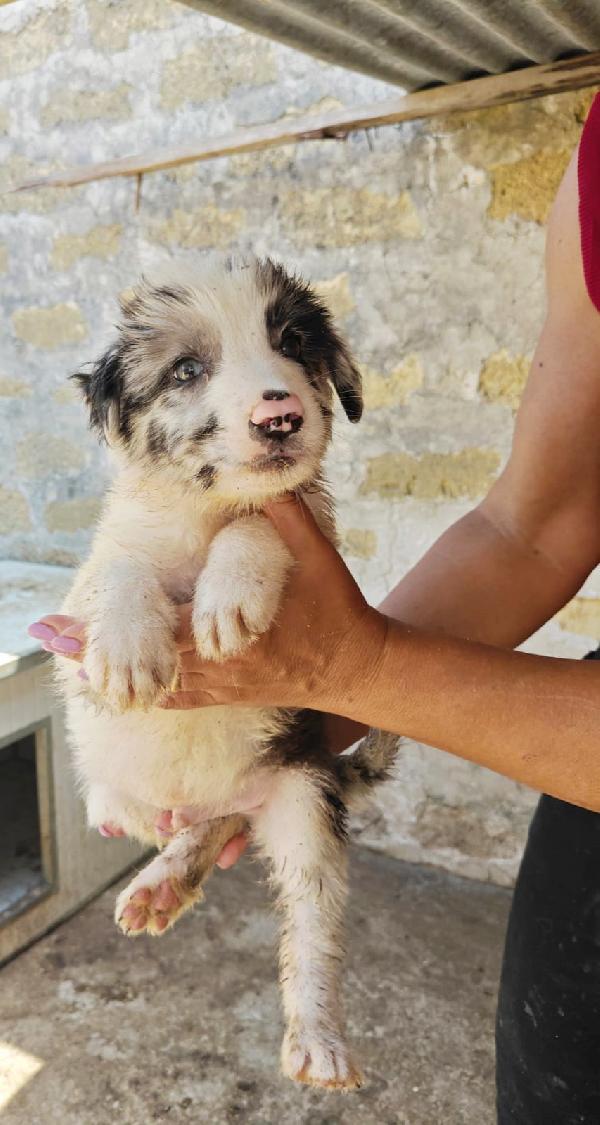 Teddy 2 Mesi