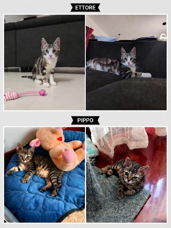 Mici Ettore E Pippo