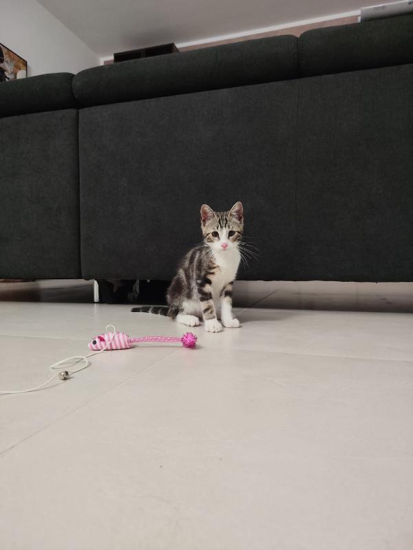 Mici Ettore e Pippo Foto 2
