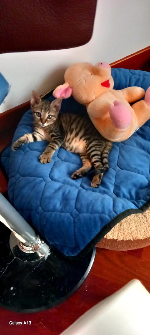 Mici Ettore e Pippo Foto 3