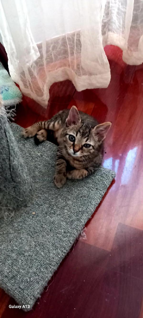 Mici Ettore e Pippo Foto 4