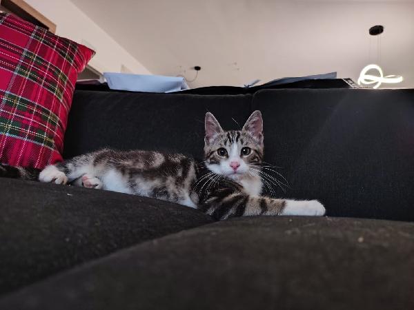Mici Ettore e Pippo Foto 5