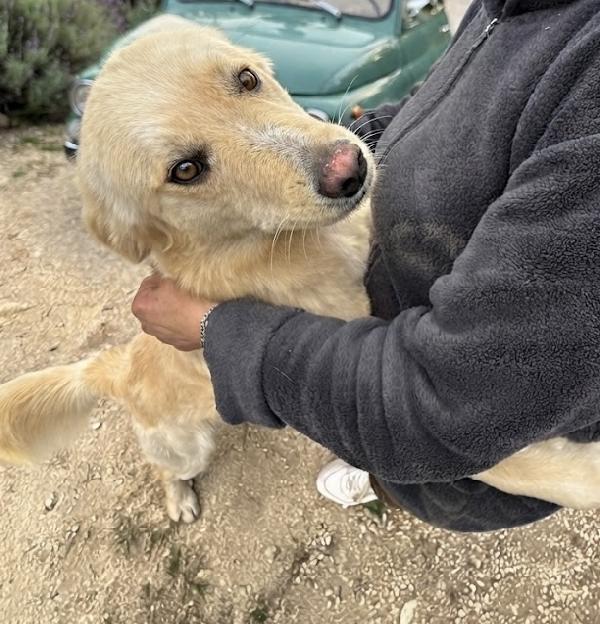 Nico Incrocio Goldenretriever 