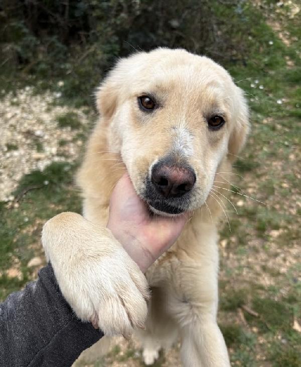 Nico incrocio goldenretriever  Foto 6