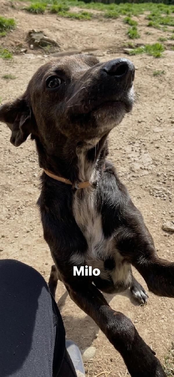Mili Foto 5