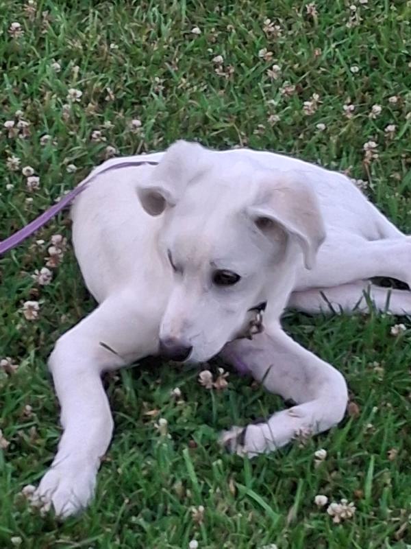 Yoshi...5 mesi. Stallo finito😭 Foto 2