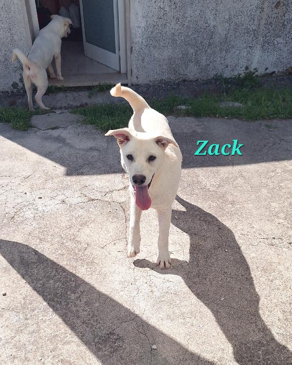 Zack  Foto 2