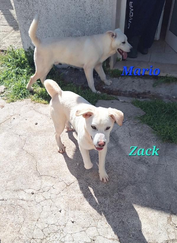 Zack  Foto 4