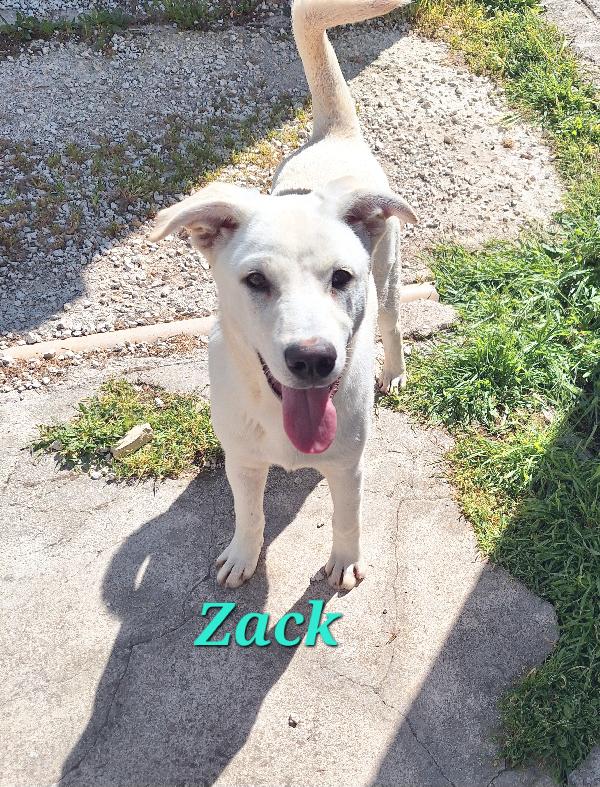 Zack  Foto 5