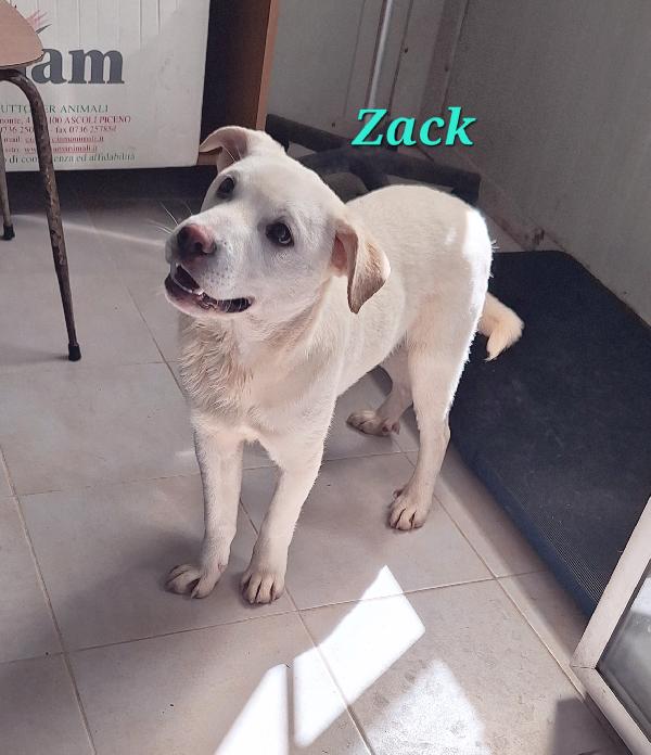 Zack  Foto 6