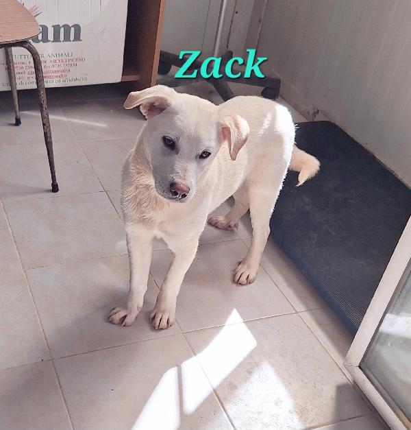 Zack  Foto 7