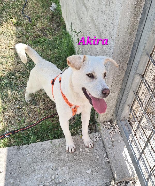 Akira  Foto 3