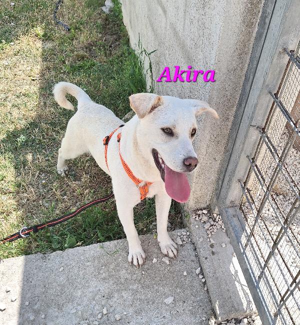 Akira  Foto 4