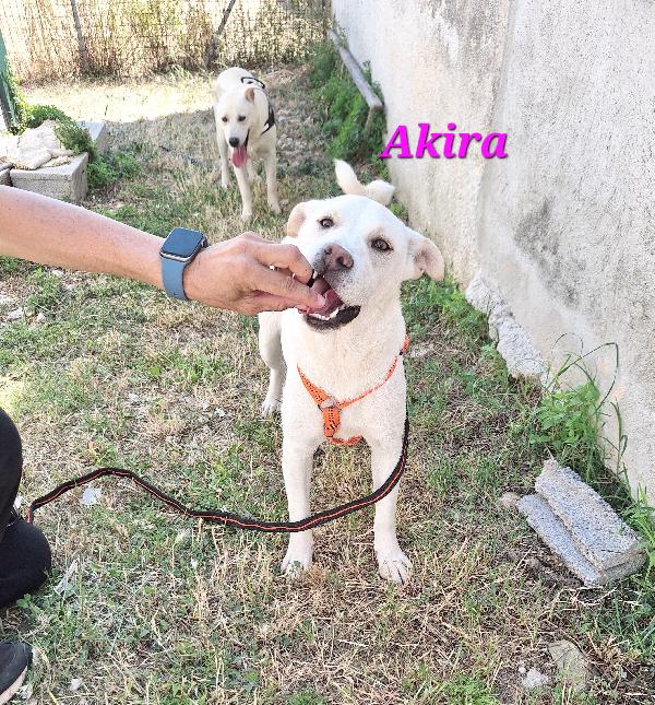 Akira  Foto 5